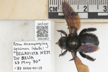 Media type: image;   Entomology 810857 Aspect: labels